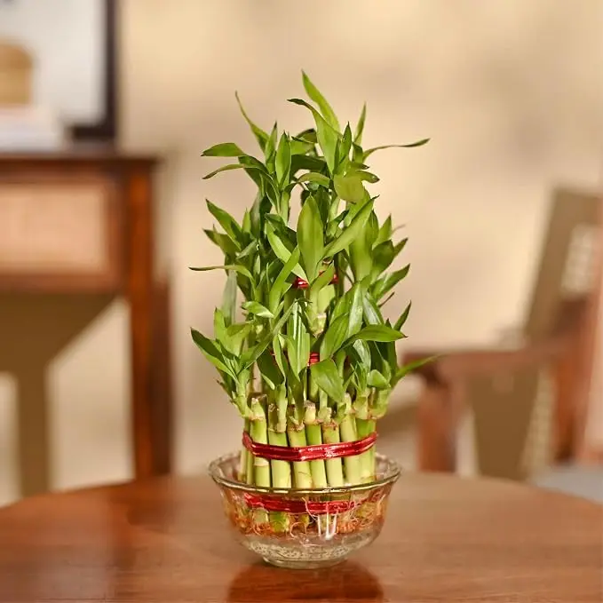 Ugaoo Lucky Bamboo 3 Layer Feng Shui Plant (green color)