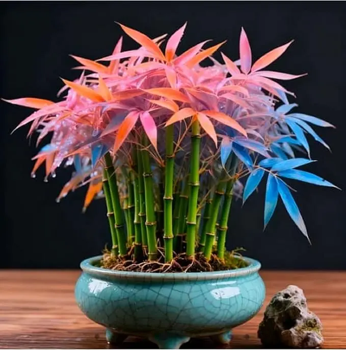 Rainbow Multicolor Bamboo Seeds, Lucky Bamboo Seeds for Indoor Planting, Pack of 30 Seeds