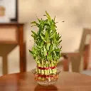 Ugaoo Lucky Bamboo 3 Layer Feng Shui Plant (green color)