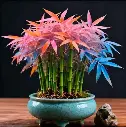 Rainbow Multicolor Bamboo Seeds, Lucky Bamboo Seeds for Indoor Planting, Pack of 30 Seeds